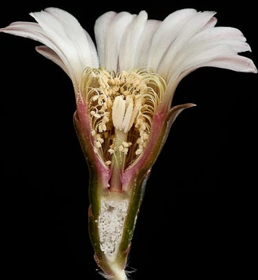 G. bodenbenderianum